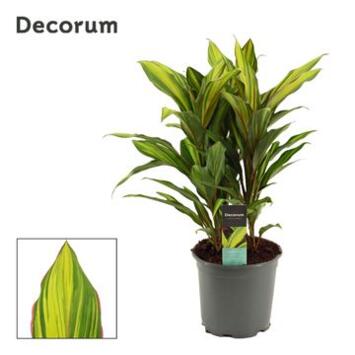 image CORDYLINE FRUTICOSA KIWI