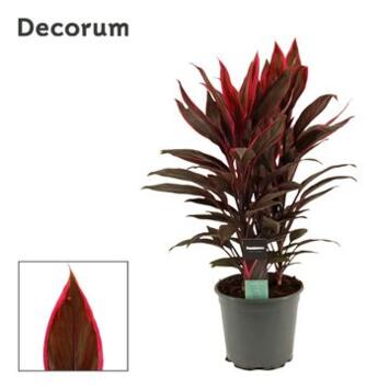image CORDYLINE FRUTICOSA TANGO