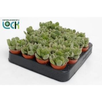 image COTYLEDON LADYSMITHIENSIS