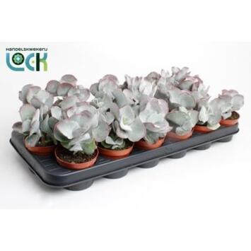image COTYLEDON ORBICULATA OBLONGA
