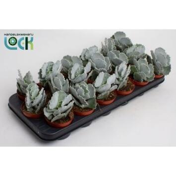 image COTYLEDON ORBICULATA OBLONGA
