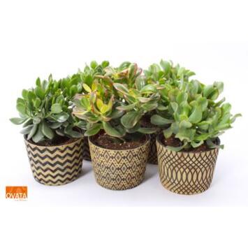image CRASSULA CERAM