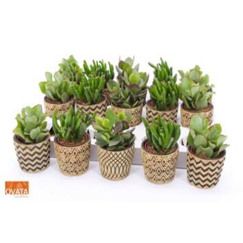 image CRASSULA CERAM