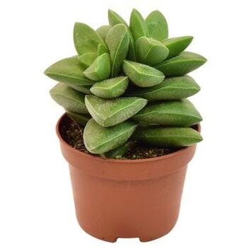 image CRASSULA RUPESTRIS