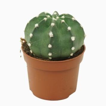 image CACTUS ECHINOPSIS OXIGONA