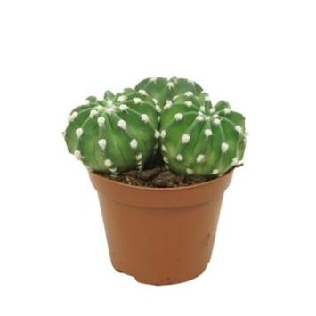image CACTUS ECHINOPSIS OXIGONA