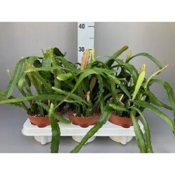 image EPIPHYLLUM