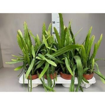 image EPIPHYLLUM