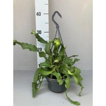 image EPIPHYLLUM MONSTROSE