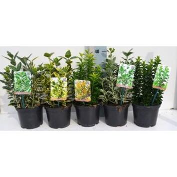 image EUONYMUS JAPONICA VARIE