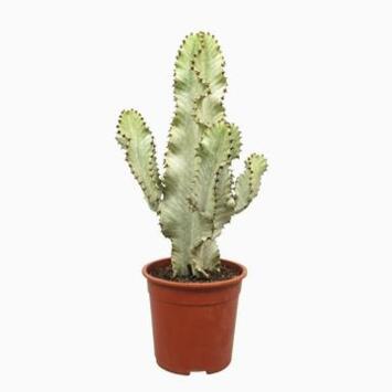 image EUPHORBIA INGENS VARIEGATA