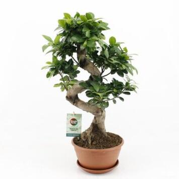 image FICUS GINSENG