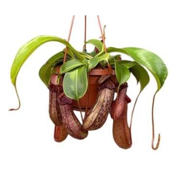 image NEPENTHES MONKEY SUSP