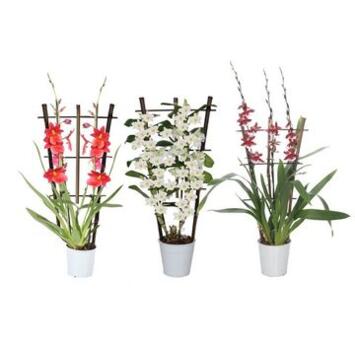 image ORCHIDEE 2BR PALISSE