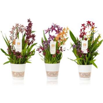 image ORCHIDEE X3 P DECO