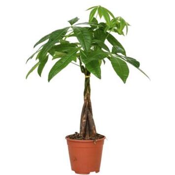 image PACHIRA TRESSE