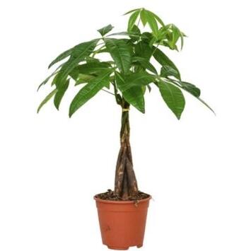 image PACHIRA TRESSE