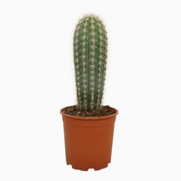 image CACTUS PACHYCEREUS PRINGLEI