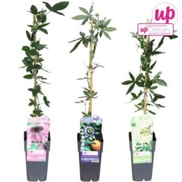 image PASSIFLORE VARIE PYRAM