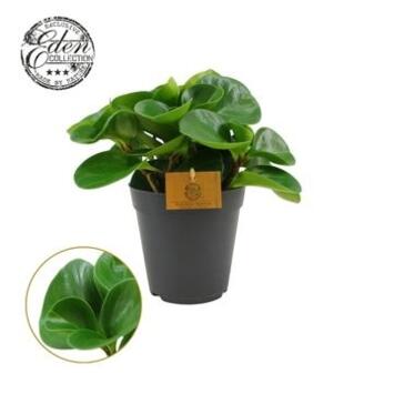 image PEPEROMIA GREEN GOLD