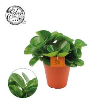 image PEPEROMIA GREEN GOLD