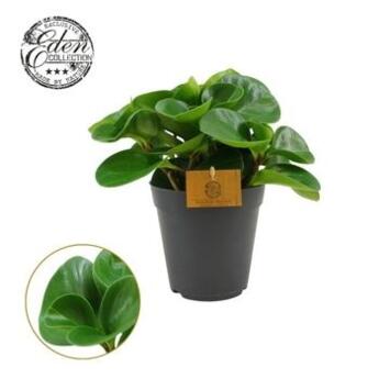 image PEPEROMIA GREEN GOLD