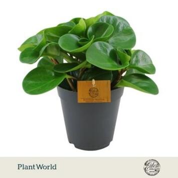 image PEPEROMIA GREEN GOLD