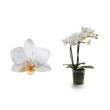 image PHALAENOPSIS 2BR BLANC