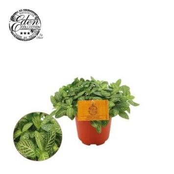 image FITTONIA