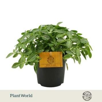 image FITTONIA
