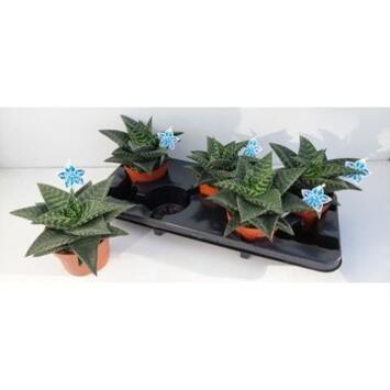 image GASTERIA TIKI ZILLA