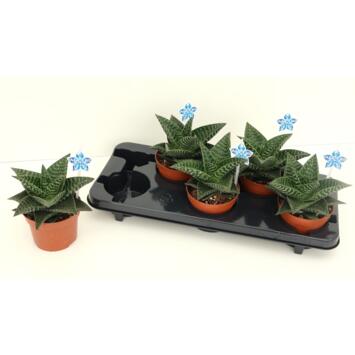 image GASTERIA TIKI ZILLA