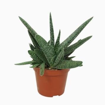 image GASTERIA VERRUCOSA