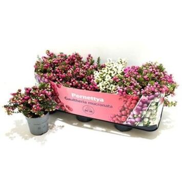 image GAULTHERIA PERNETTYA