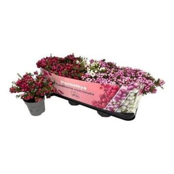 image GAULTHERIA PERNETTYA