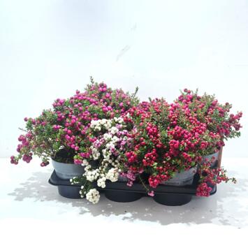 image GAULTHERIA