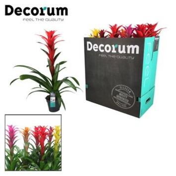 image GUZMANIA VARIES