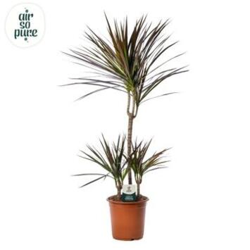 image DRACAENA MAGENTA 45-15-10