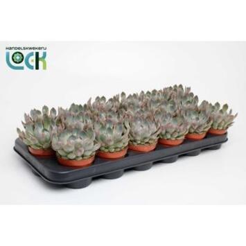 image ECHEVERIA