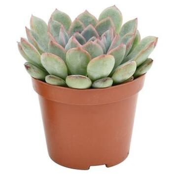 image ECHEVERIA AURORA