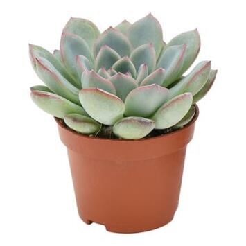 image ECHEVERIA AURORA