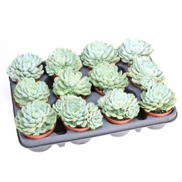 image ECHEVERIA ELEGANS