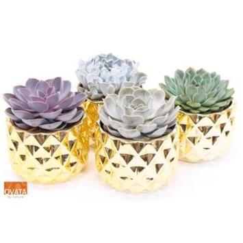 image ECHEVERIA VARIE CERAM