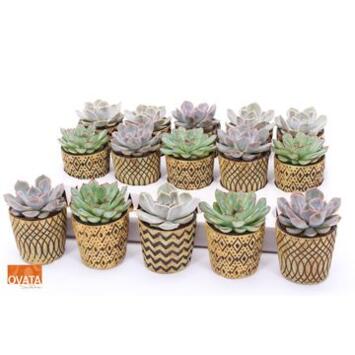 image ECHEVERIA CERAM