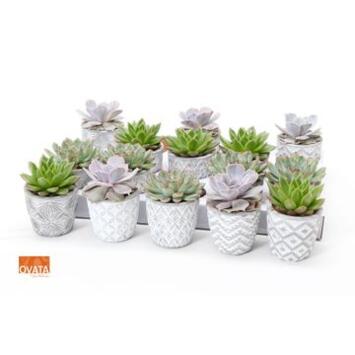 image ECHEVERIA CERAM