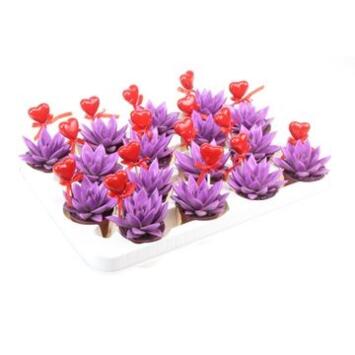 image ECHEVERIA TEINTE VIOLET COEUR