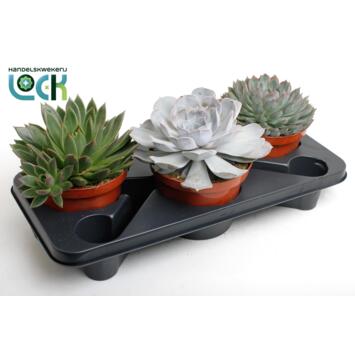 image ECHEVERIA VARIE