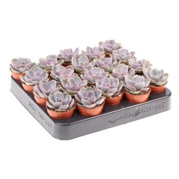 image ECHEVERIA PERLE VON NUENBERG