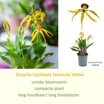 image ORCHIDEE ENCYCLIA