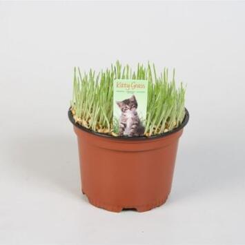 image HERBE A CHAT
